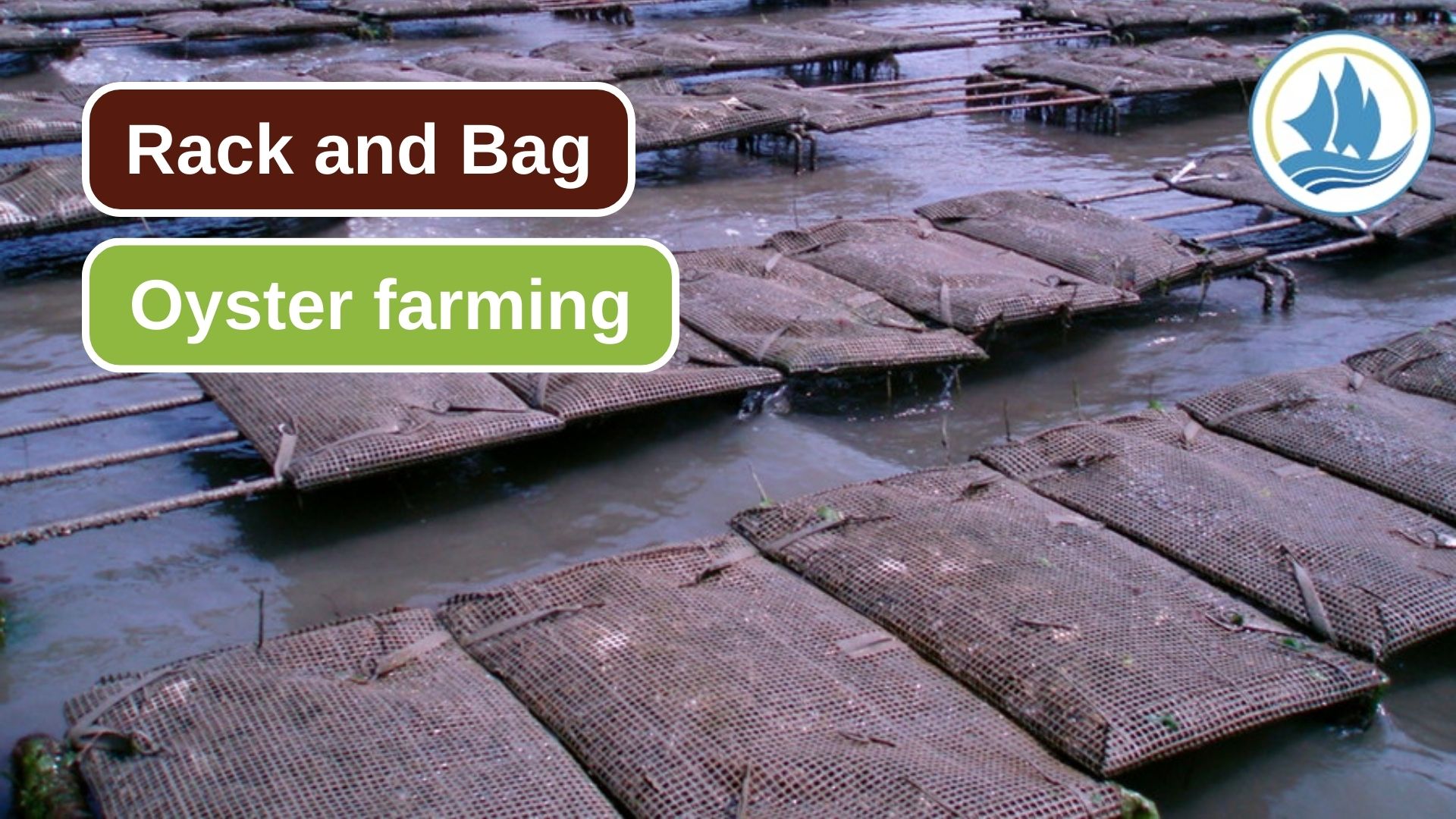 Oyster Farming Using Rack and Bag Culture